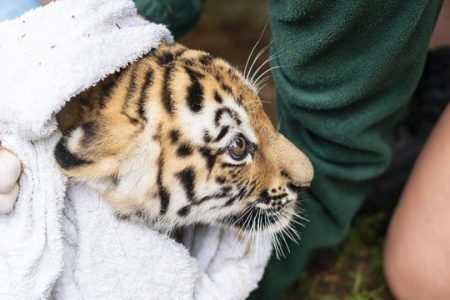 Canada își va vaccina anti-Covid animalele din grădinile zoologice