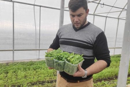 Un agricultor din sudul țării crește zarzavaturi și căpșune într-o seră eficientă din punct de vedere energetic. Povestea unei afaceri în care tehnologiile și inovațiile fac diferența