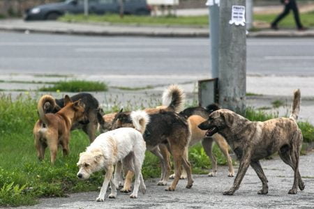 Edilul capitalei: Șeful Secției de control și protecție a animalelor trebuie demis pentru boicot și neglijență în serviciu