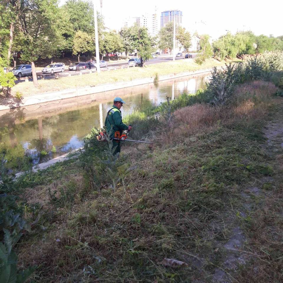 Primăria Municipiului Chișinău a anunțat că va interveni pentru a eradica ambrozia