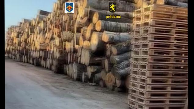 Percheziții la Hâncești și Chișinău, după defrișarea a peste 1.400 arbori, cu prejudicii de peste jumătate de milion de lei