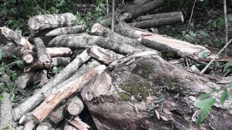 Defrișări ilicite la Dondușeni: Peste 60 de arbori au fost tăiați ilegal