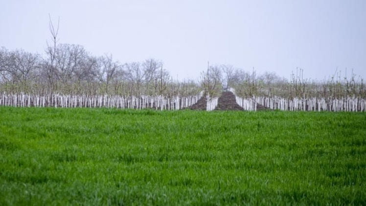 Statul va împrumuta 55 milioane de dolari pentru dezvoltarea agriculturii