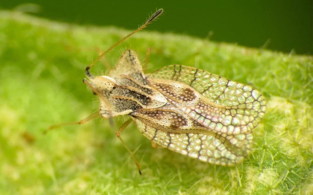 Serviciile municipale desfășoară acțiuni de combatere a unei insecte în zonele verzi din Capitală