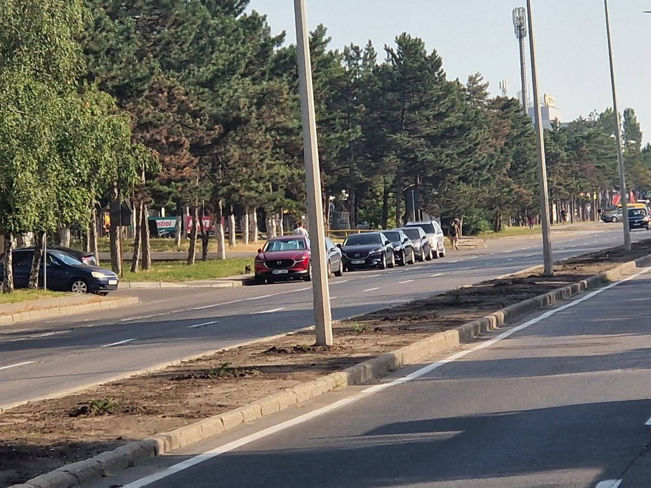 Arbuştii de pe o alee din sectorul Rîşcani au fost furaţi noaptea trecută. Ceban: Astfel de situații nu s-ar întâmpla, dacă am avea poliție municipală