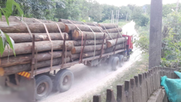 VIDEO// Contrabandă cu masă lemnoasă pentru Bulgaria și Polonia, de circa 700.000 lei: doi bărbați din Edineț – trimiși în judecată