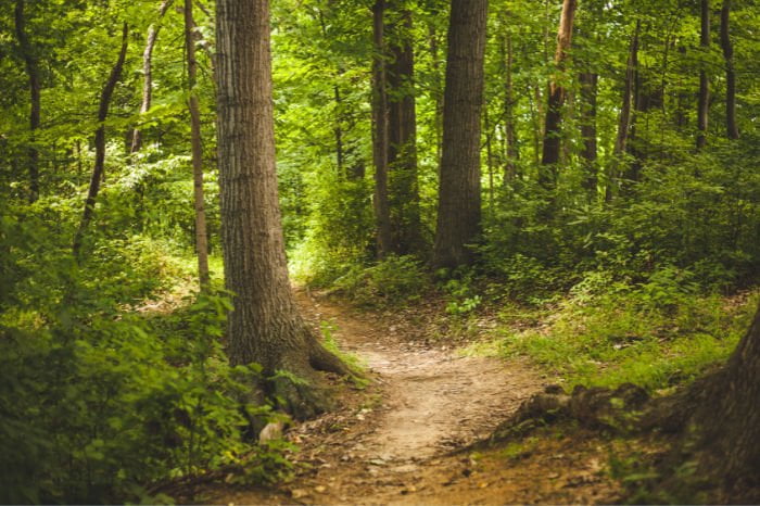 Franța acordă sprijin în dezvoltarea sectorului forestier al Republicii Moldova