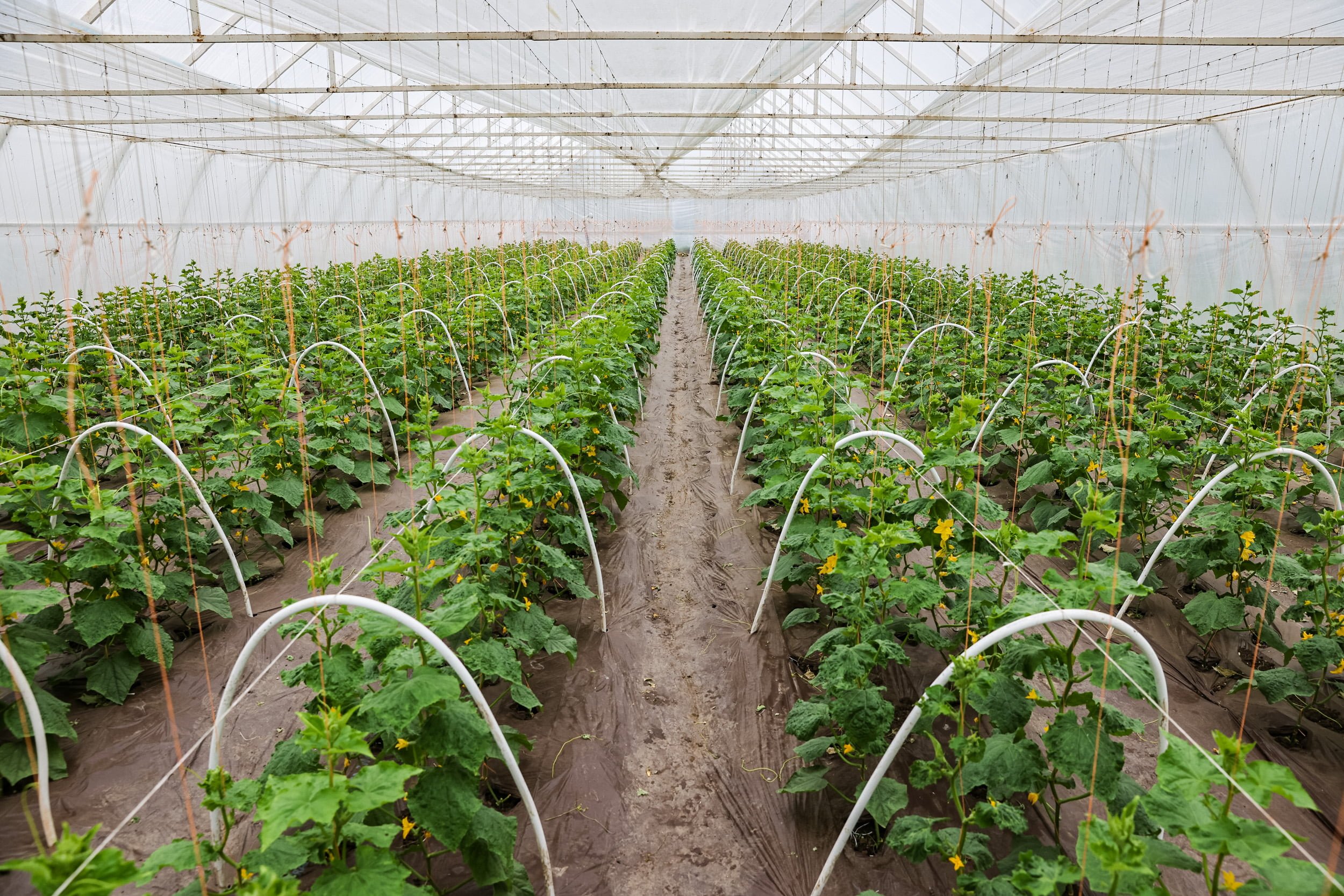 Premierul Dorin Recean a vizitat o afacere de familie, specializată în cultivarea castraveților: „Îi îndemn pe toți să susținem producătorii locali și să contribuim la creșterea economică a țării”