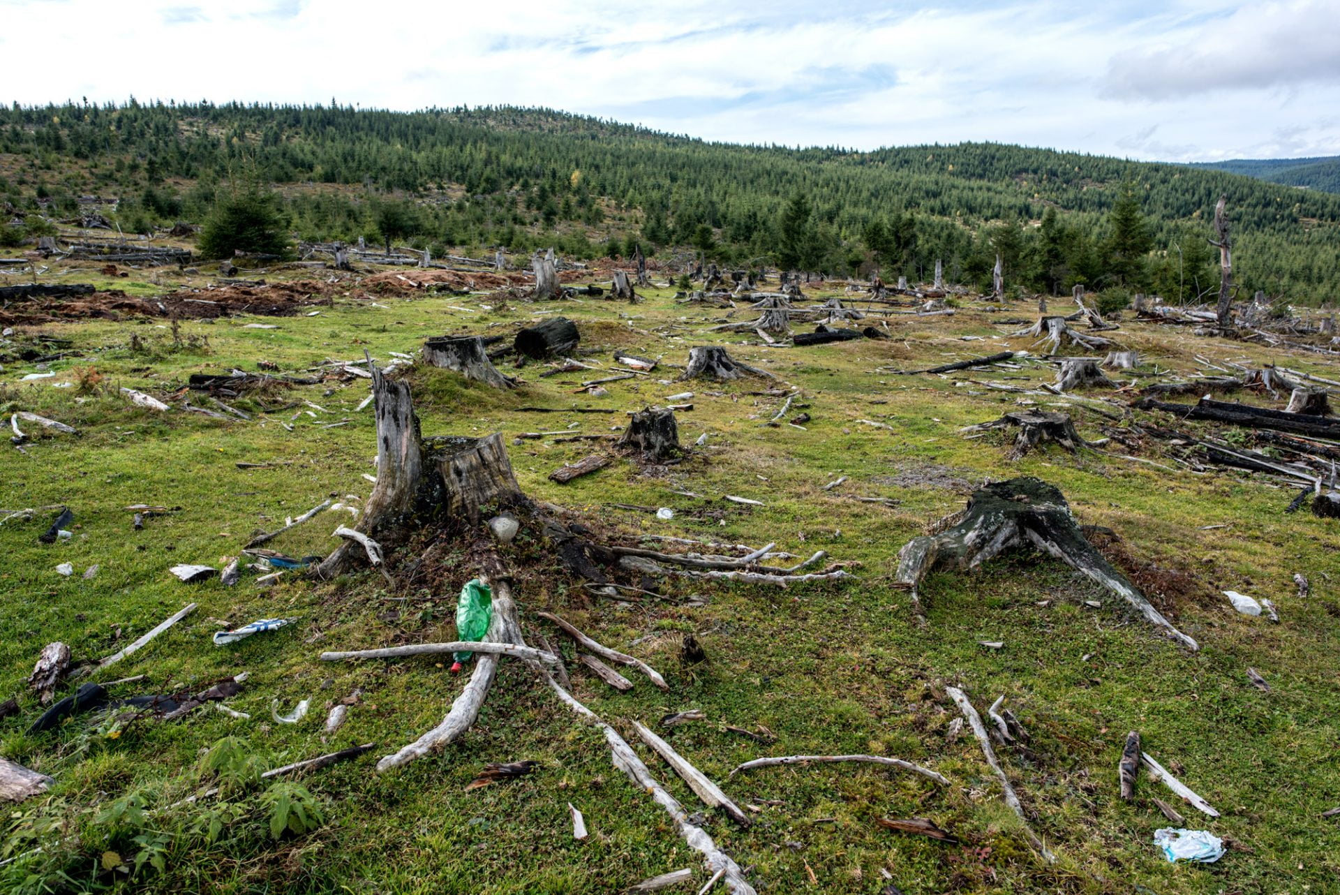 Primăria Chişinău luptă cu fenomenul tăierii ilicite a arborilor din capitală