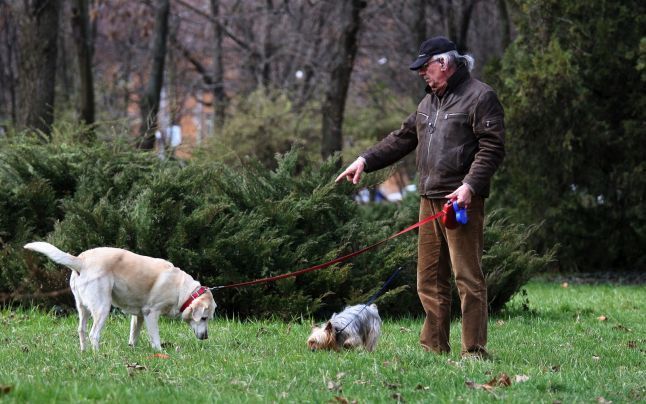 Chișinăul va avea terenuri speciale pentru câini: Primăria anunță primele locații amenajate