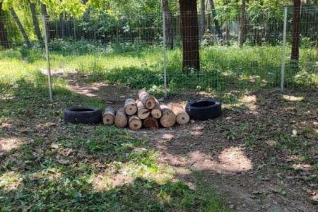 Primăria Chișinău extinde spațiile pentru câini în Parcul „La Izvor”, „Alunelul” și „Butoiaș”