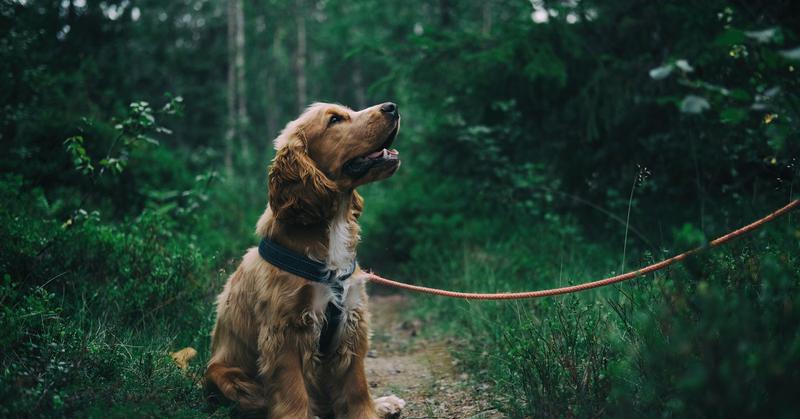 Republica Moldova va semna Convenția europeană pentru protecția animalelor de companie