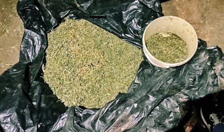Doi bărbați – arestați pentru cultivarea a șase kilograme de marijuana de 1.200.000 lei